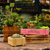 Grocery Desktop Distressed Long Strip Wooden Storage Box Succulent Potted Letter Box Flower Device